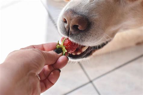 ¿los Perros Pueden Comer Fruta ¿qué Frutas Son Saludables