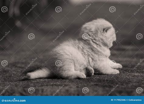 Small Kitten On The Carpet Indoor Portrait Stock Photo Image Of Hand