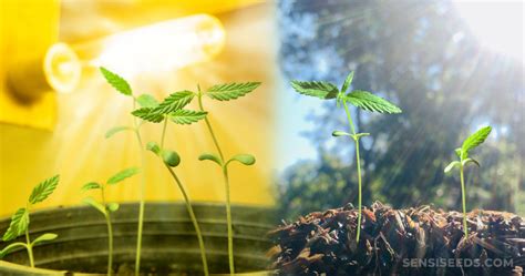 The sun warms our planet every day, provides the light by which we see and is necessary for life on earth. When can seedlings be put under lights or in the sun ...