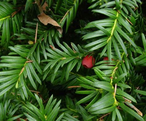 Coltivazioni Forestali Tasso Taxus Baccata L