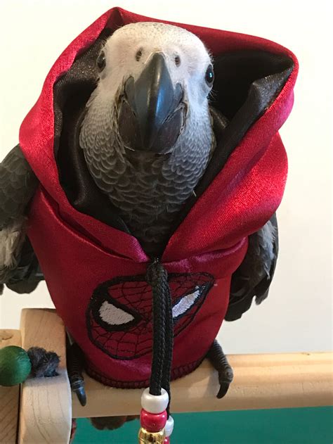 Pet Bird Parrot Hoodie Spider Man All Sizes Petite To Etsy