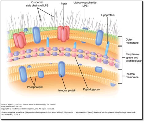 Bacterial Structure And Classificationcmap
