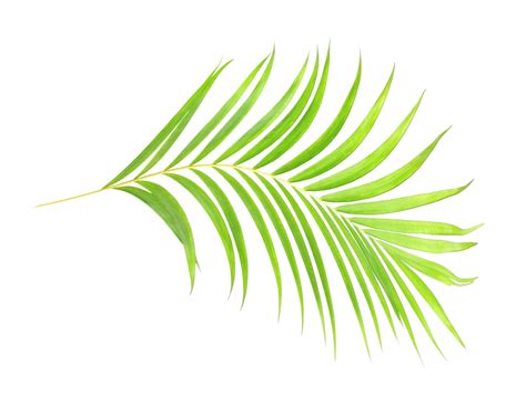 Groen Blad Van Palmboom Op Transparante Achtergrond Png Bestand 9665028 PNG
