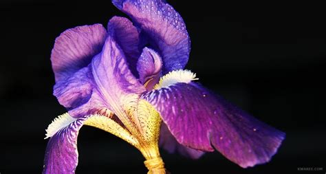 Da questa pagina è possibile scaricare gratuitamente le immagini dei febbraio 2020. Febbraio violetto | Fito