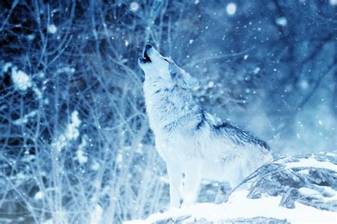 Howling Grey Wolf In Winter Forest Wallpaper Wall Mural