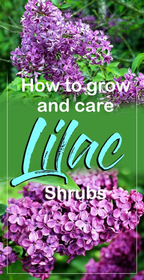 How To Grow Lilac Shrubs Growing Lilacs In Containers Lilac Care