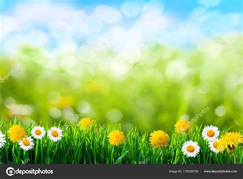 Green Grass And Flowers Background Stock Photo By ©varuna 172035738