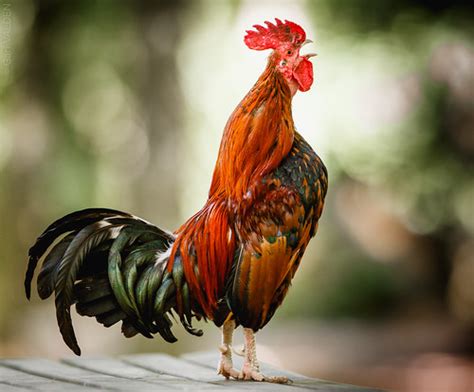 🏆 The Gallic Rooster 🇫🇷 France おんどり 2019 June 2023 Flickr