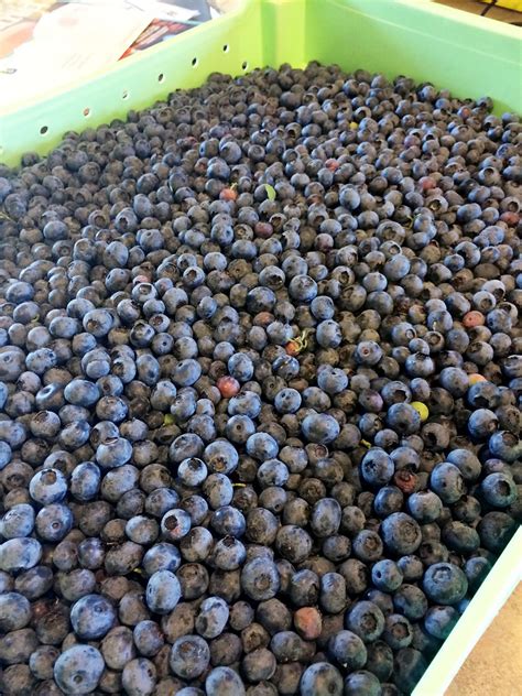 Oregon Blueberries Oregon Department Of Agriculture Flickr