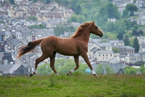 Dream Horse Film Rezensionende