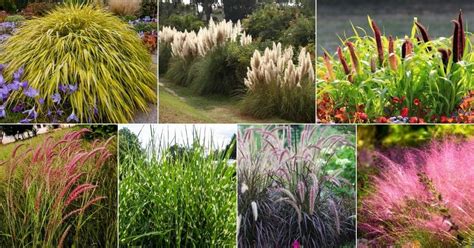 Top 25 Perennial Ornamental Grass Varieties And Growing Tips