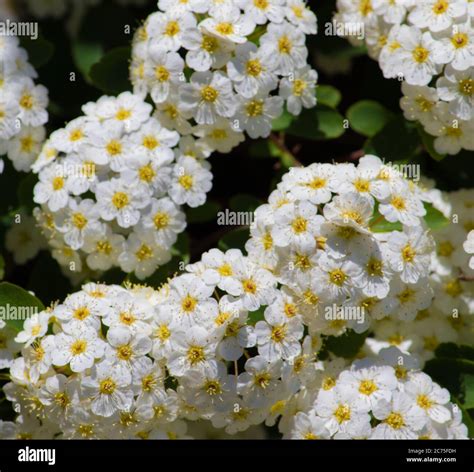 White Flowers With Yellow Centers Hi Res Stock Photography And Images