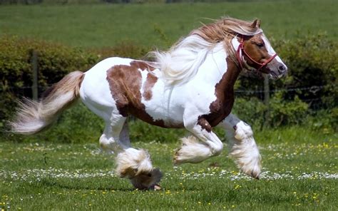 Fast Running White Brown Horse Hd Animals Wallpapers