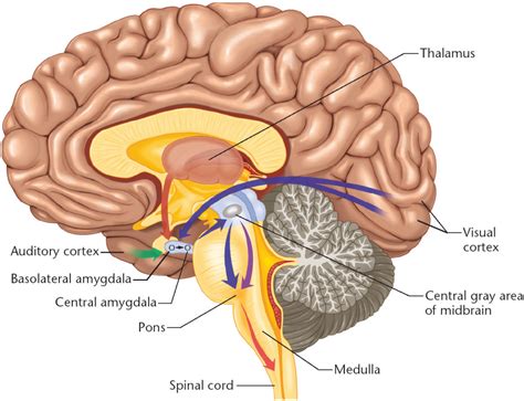 Diagram Of The Human Brain Parts 5 Biological Science Picture