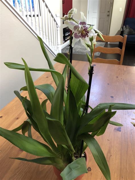Trader joe's was founded in 1967 in pasadena, calif., by entrepreneur joe coloumbe. Picked this up today at Trader Joe's. What type of orchid ...