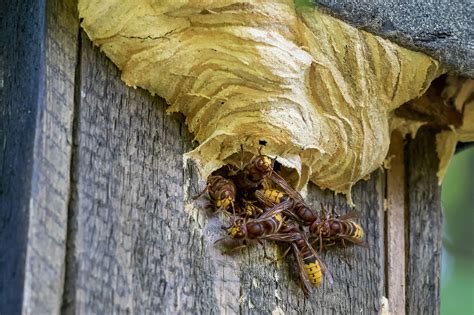 Hornissen sind für menschen harmlos, machen aber jagd auf wespen, die zu ihrer nahrung zählen. 33 Best Pictures Hornisse Im Haus - Umgang Mit Wespen Und ...