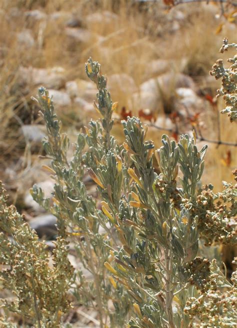 Fue un hombre cabal … Artemisia tridentata - big sagebrush, Great Basin ...