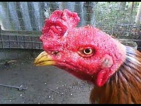 Cara mengobati dada ayam yang bengkok. Cara Menghilangkan Korep Pada Ayam Bk