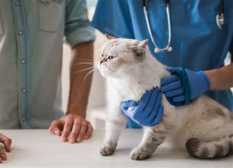 Mammary Gland Tumor In Cats Petmd