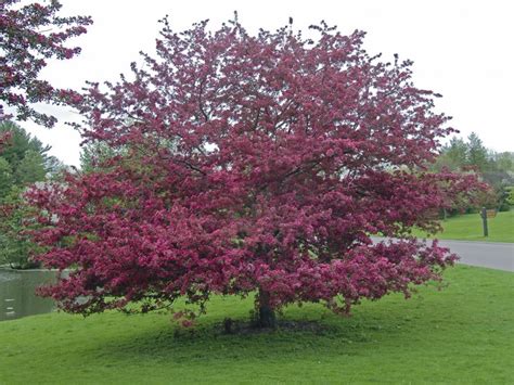 Bright clusters of flowers bloom at the ends of branches in colors that vary from red. Crabapple Trees - How to Grow and Care for Flowering ...