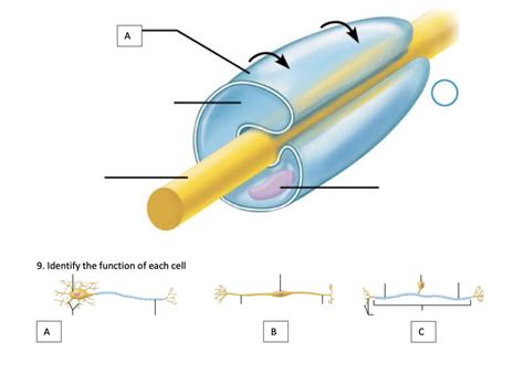 Schwann Cell Diagram Quizlet