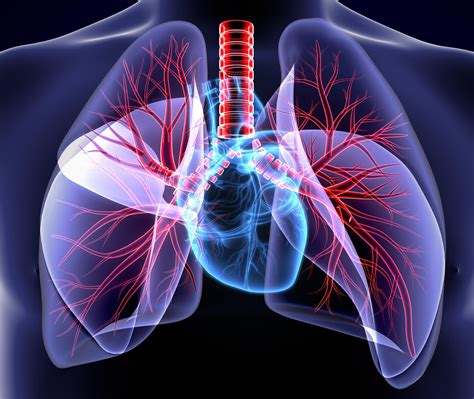 Cor Pulmonale Alles über Das Lungenherz Ratgeber Herzinsuffizienz