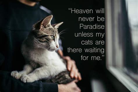 45 Best Cat Quotes For Every Occasion Shutterfly Cat Quotes Funny