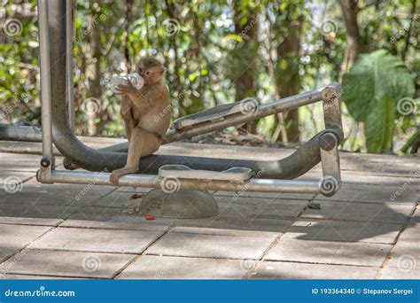Beautiful Monkey In The Wild Stock Photo Image Of Macaque Mammal