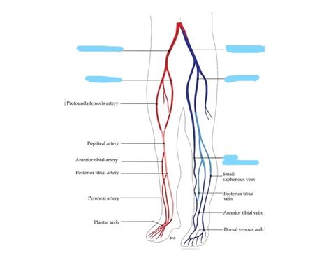 Arteries And Veins Of Lower Limbs — Printable Worksheet