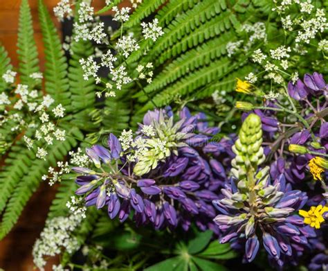 Of Forest Flowers Purple Lupine Green Fern A Mixture Of Forest