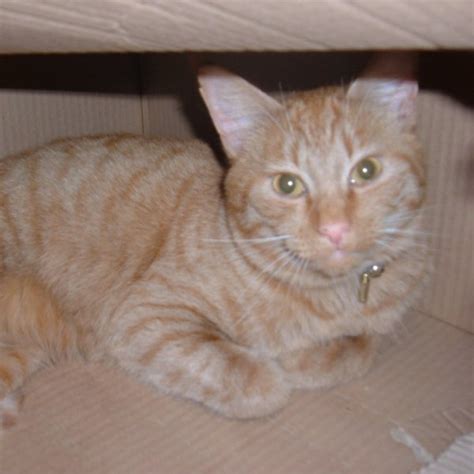 Lost Cat Ginger Cat Name Withheld Crediton Area Devon