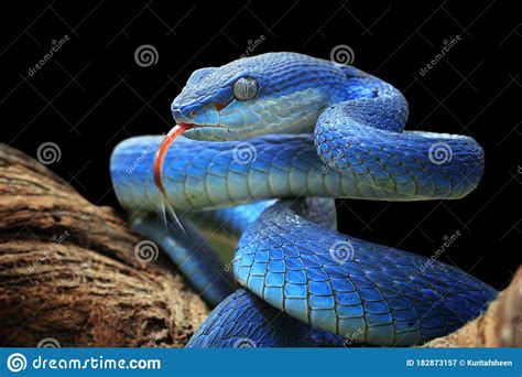 Blue Viper Snake Closeup Face Head Of Viper Snake Stock Image Image