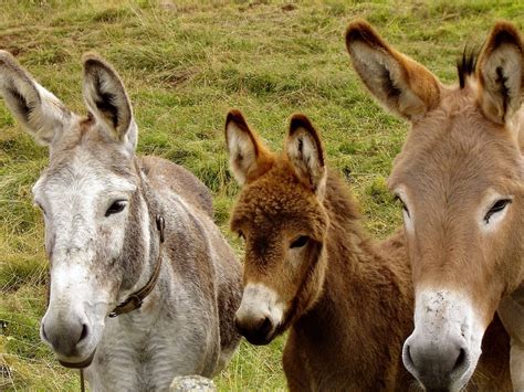 Donkeys Animals · Free Photo On Pixabay