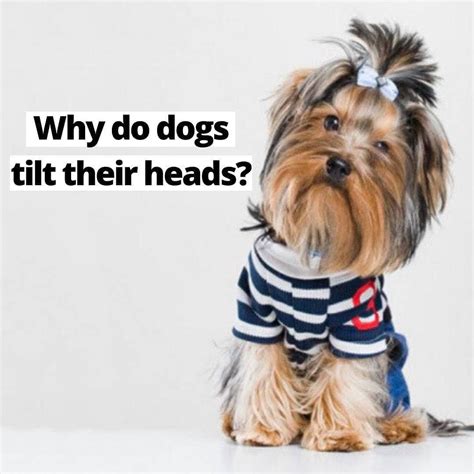 Why Do Dogs Tilt Their Heads When We Talk To Them ⠀ Chances Are