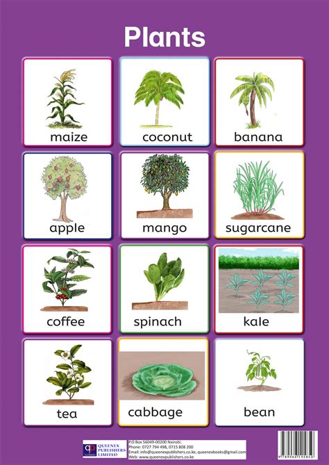 Types Of Plants Chart