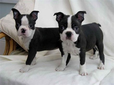 Texas boston terriers for sale san antonio boston terriers, bosstex terriers, quality pet dogs our boston terriers puppies are now available for adoption. Boston Terrier Puppies For Sale In Houston Texas | PETSIDI