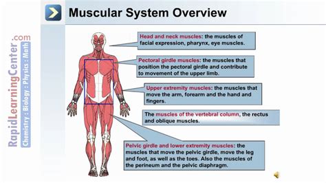 Axial And Appendicular Musculature Youtube