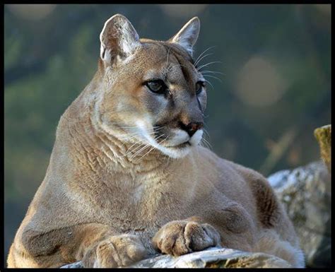 Animaux Spirituels Lion Des Montagnes Puma Tracee Ford Rencana