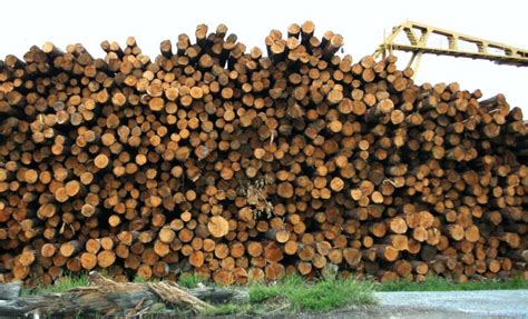 Queensland timber industry calls for more government support | The