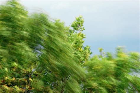 Trees Blowing In The Wind Photograph By Cordelia Molloyscience Photo