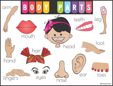 Km Classroom Body Parts Flashcards Word Cards
