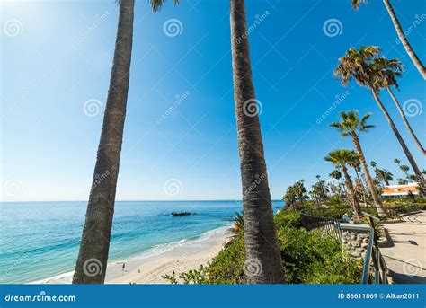 Palm Trees In Laguna Beach Stock Image Image Of Landscape 86611869