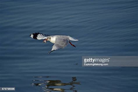 Cat Catching Bird Photos And Premium High Res Pictures Getty Images