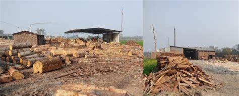 Feeble Regulation of Wood Industry Could Threaten Nitish’s ‘Jal-Jeevan