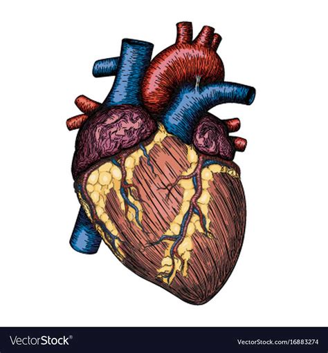 Human Heart Hand Drawn Anatomical Sketch Medicine Vector Color