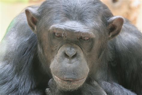 While humans are the only living creatures who can develop down syndrome. chimps | Science Buzz