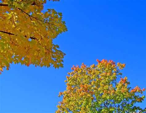 Autumn Leaves And Blue Sky Free Stock Photo Public Domain Pictures