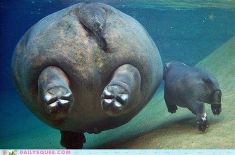 Fat Bottomed Hippos Make The Rockin World Go Round Animal Pictures