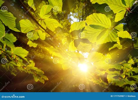 Green Leaves Closeup With The Sun In The Background Stock Image Image