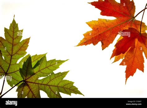 Maple Leaves Mixed Changing Fall Colors Background Backlit 3 Stock